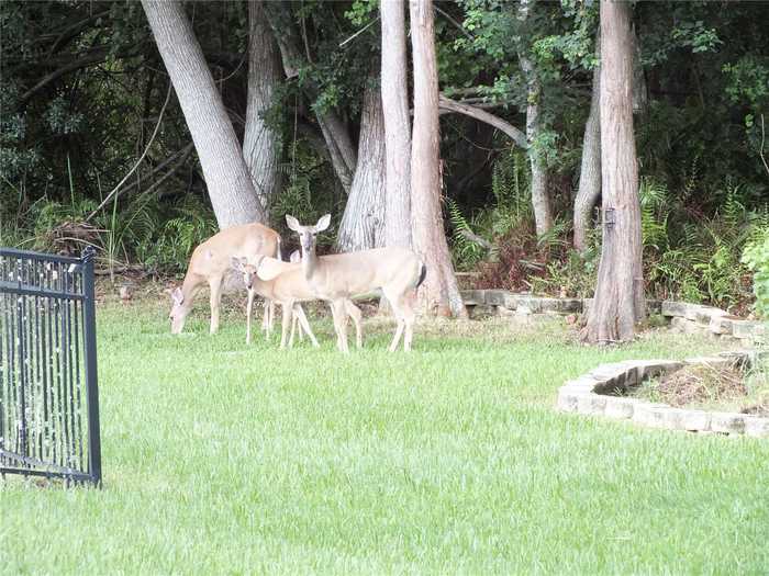 photo 55: 4814 MIRABELLA PLACE, LUTZ FL 33558