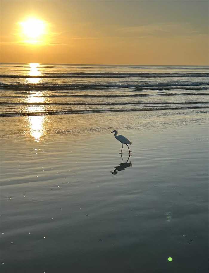 photo 38: 216 VENETIAN PALMS BOULEVARD, NEW SMYRNA BEACH FL 32168