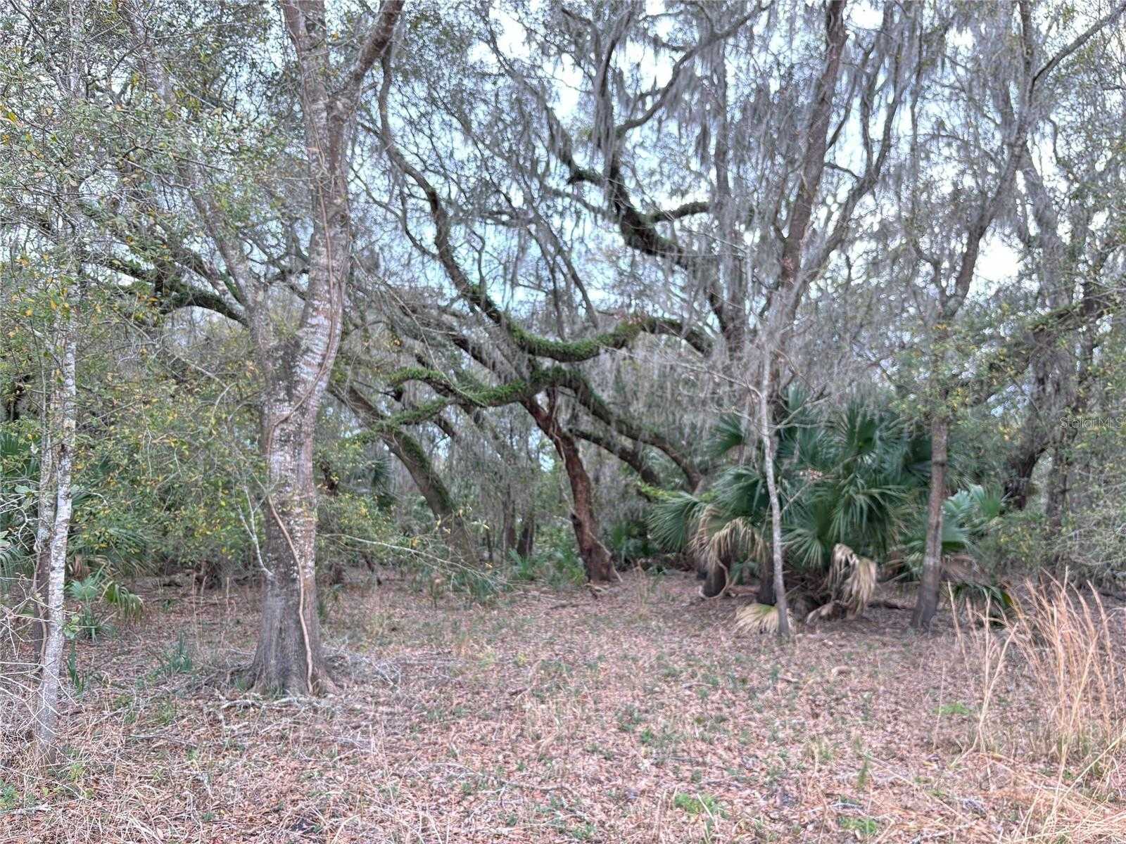 photo 3: Lot 9 NW 45 TERRACE, CHIEFLAND FL 32626