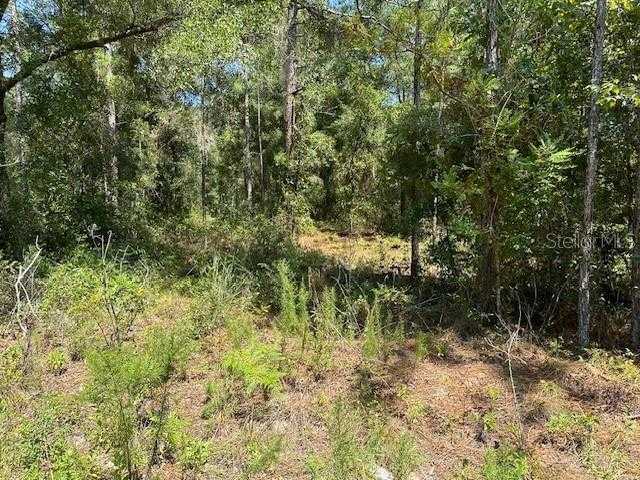 photo 3: NE 155TH TERRACE, WILLISTON FL 32696