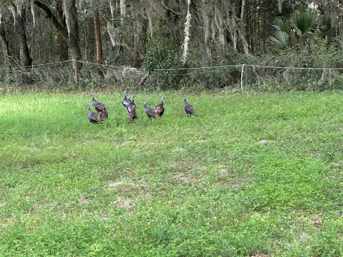 photo 21: TBD SW 134TH, OCALA FL 34481