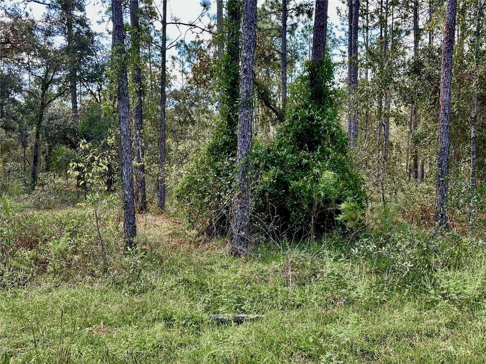 photo 3: LOT 16 NW SUMMERFIELD AVENUE, DUNNELLON FL 34431