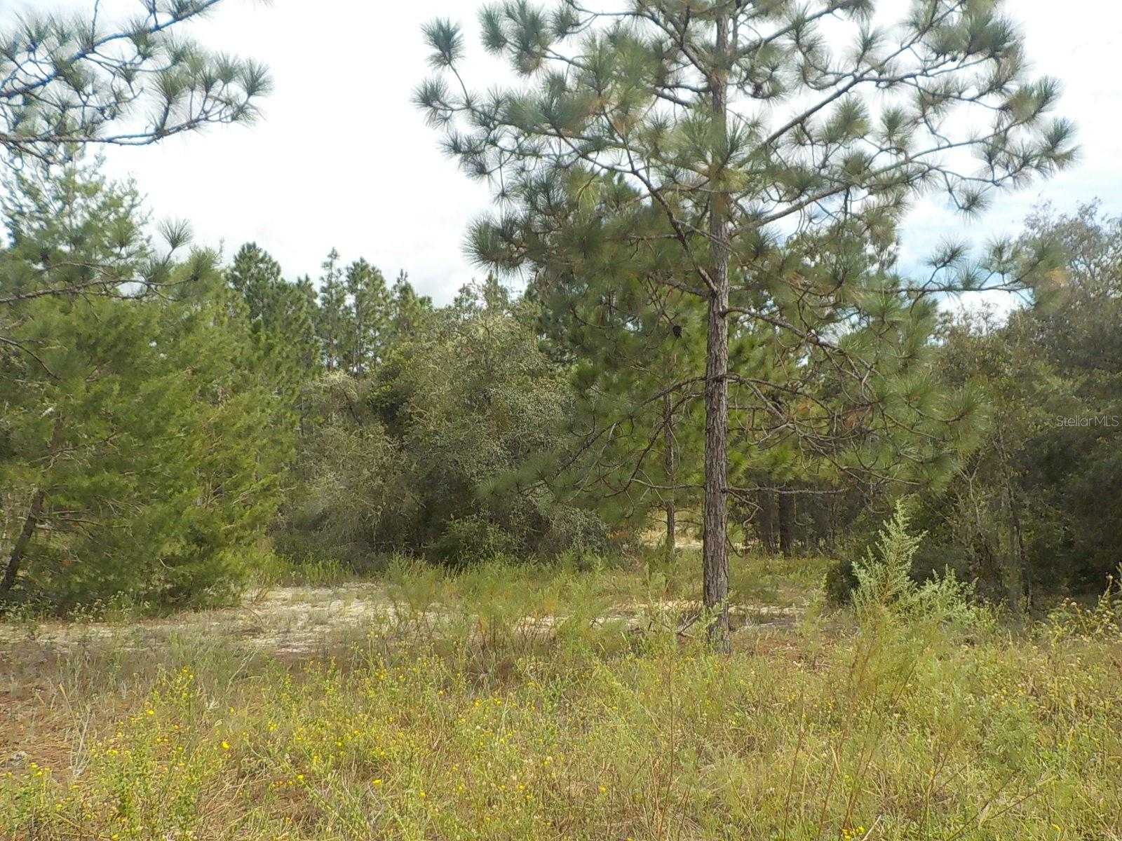 photo 1: lot 21 SW FLORAL COURT, DUNNELLON FL 34431