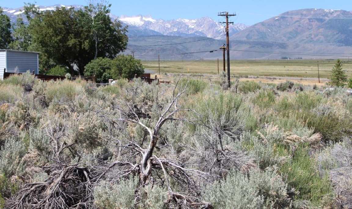 photo 3: Lot 12 Eagle Peak Rd., Bridgeport CA 93517