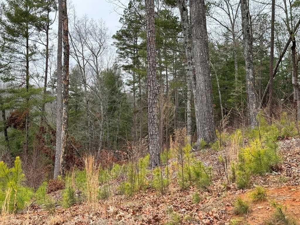 photo 3: Lot 137 Sundown Trail, Ellijay GA 30541