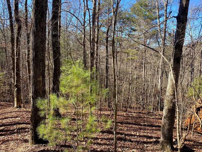 photo 14: 6.5 Acre Crab Apple Road, Blairsville GA 30512