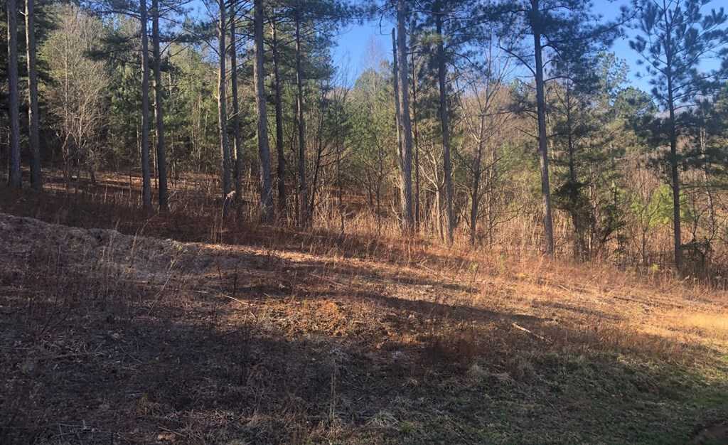 photo 3: lot 38 Loftis Mountain, Blairsville GA 30512