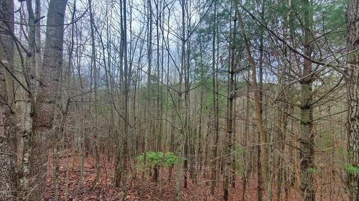 photo 37: 206,207 Lola Drive 5.88 Ac, Blairsville GA 30512