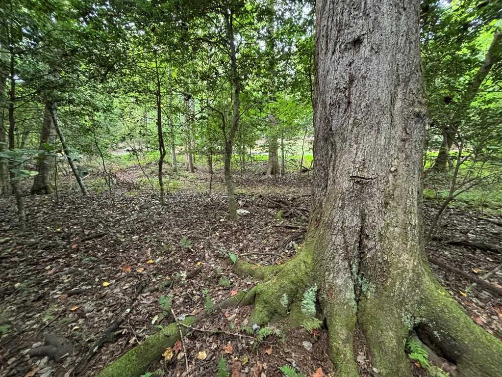 photo 2: Lot 307 Creekside Drive, Ellijay GA 30540