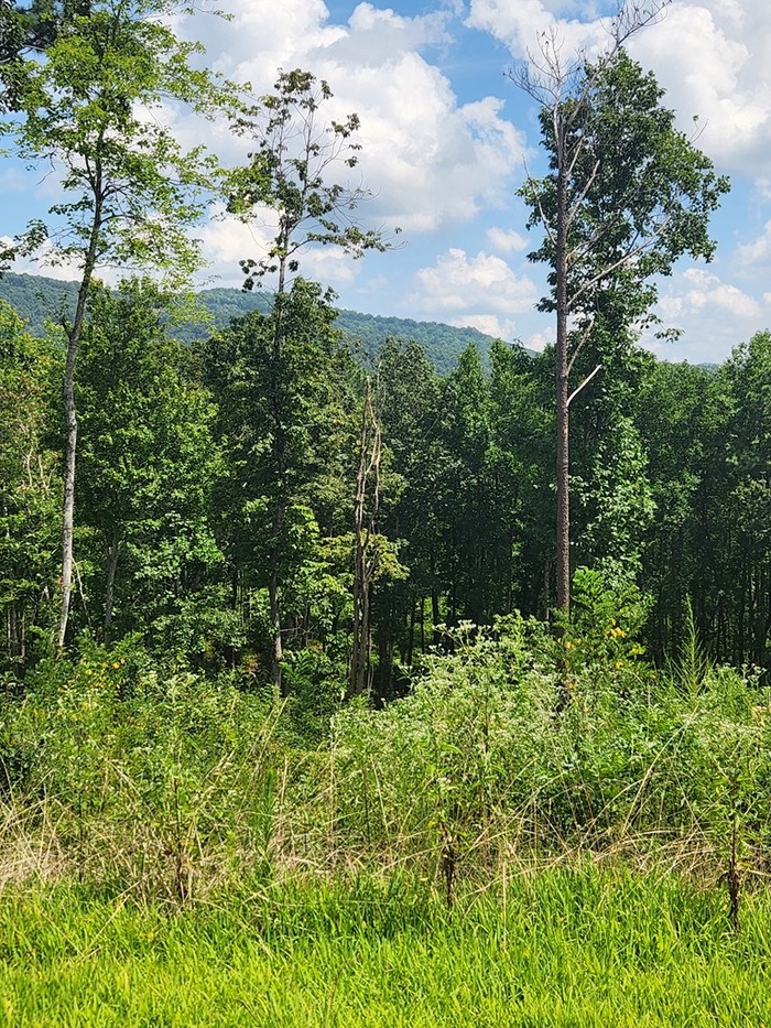 photo 2: Lot 131 Lot 131 Twisted Oak, Ellijay GA 30540