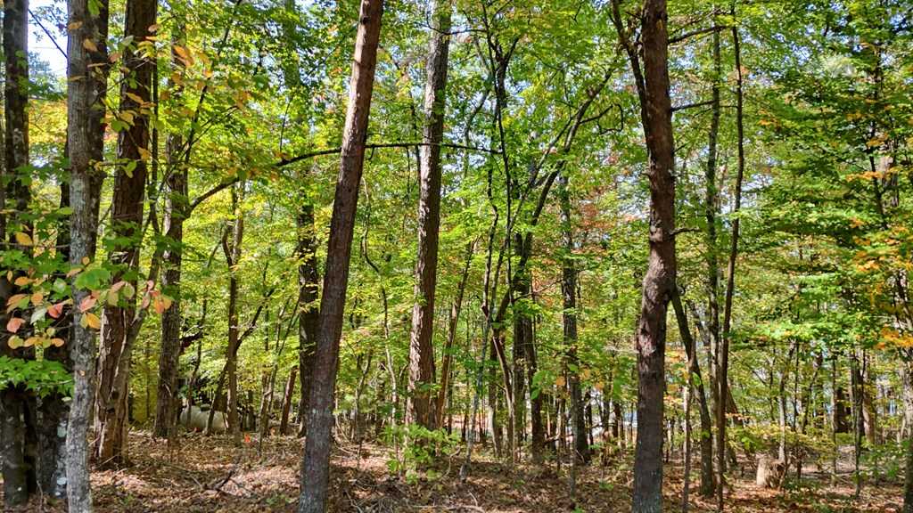 photo 2: .51 acre Charlotte Circle, Morganton GA 30560