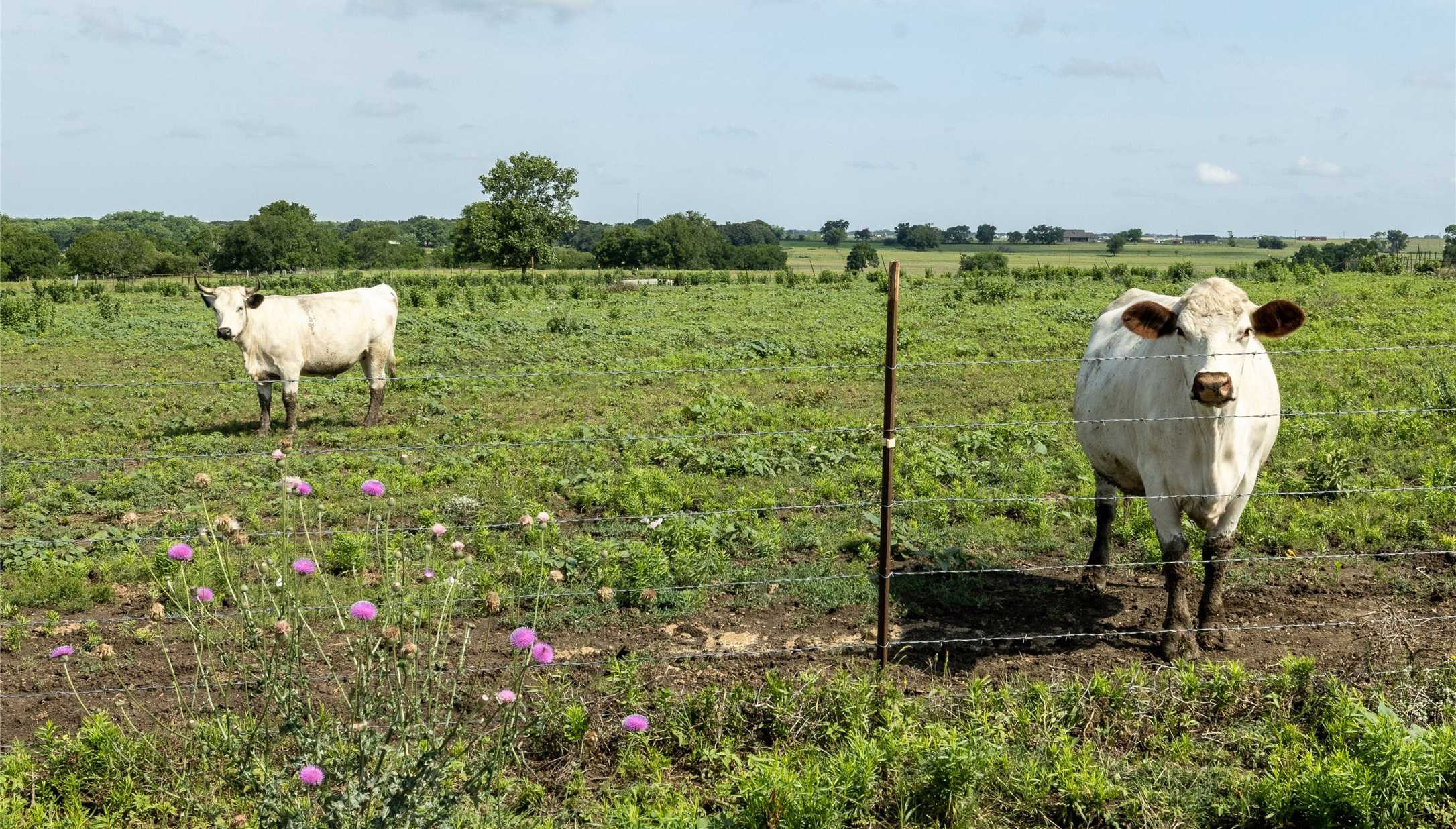 photo 3: Lot 3 TBD Private Road 415, Covington TX 76636