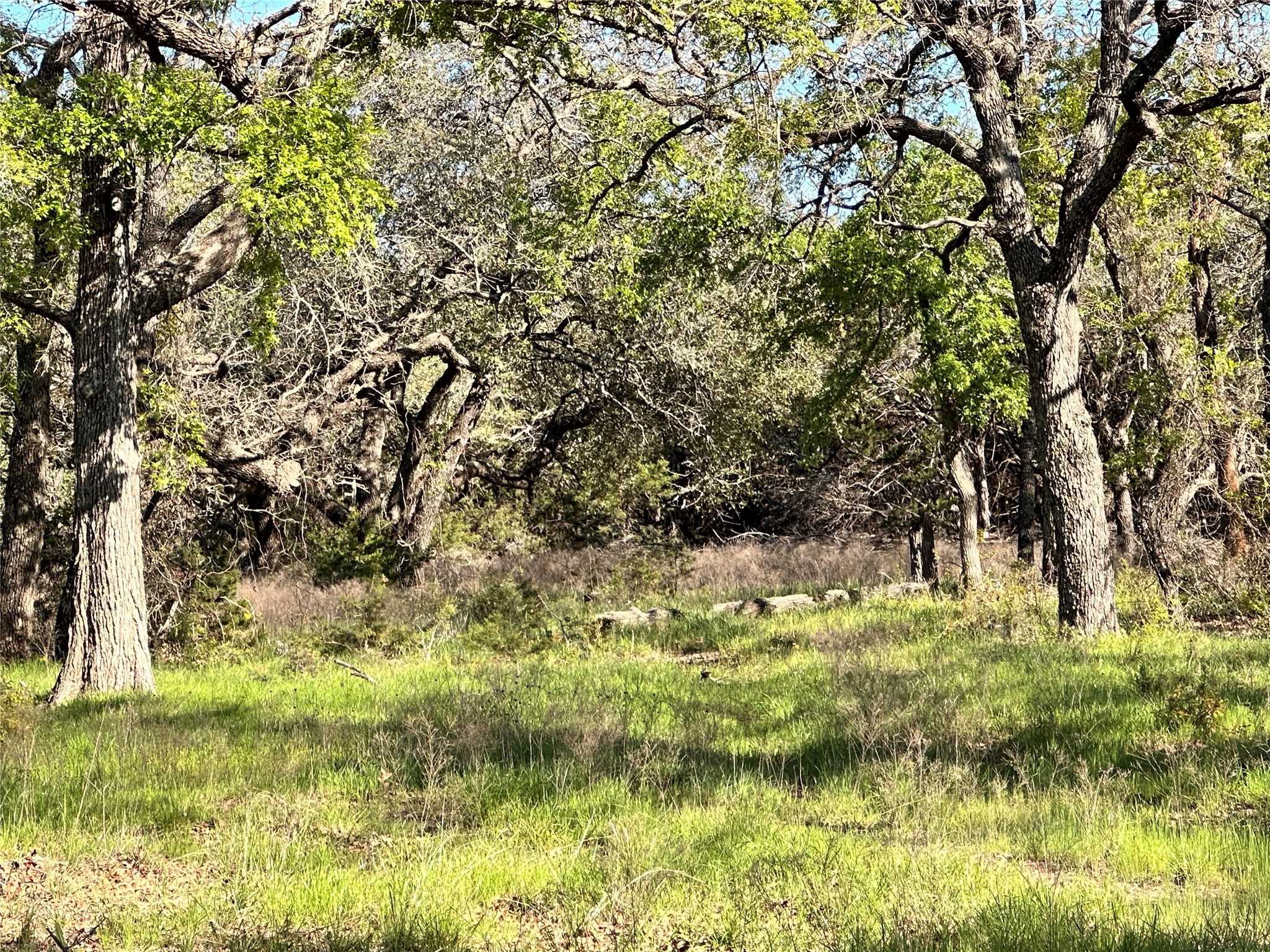 photo 3: Lot 27 PR 1272, Carlton TX 76436