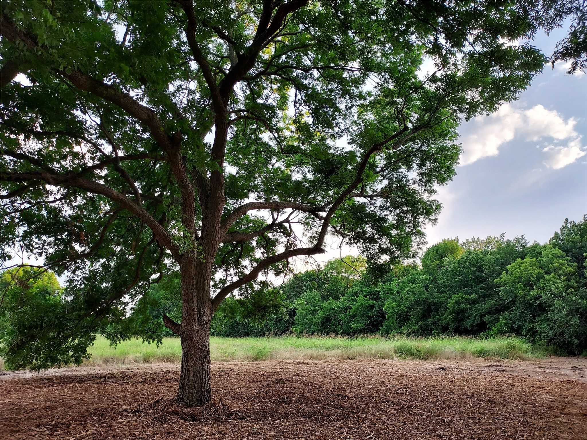 photo 2: TBD 22 acres County Rd 4615, Trenton TX 75490