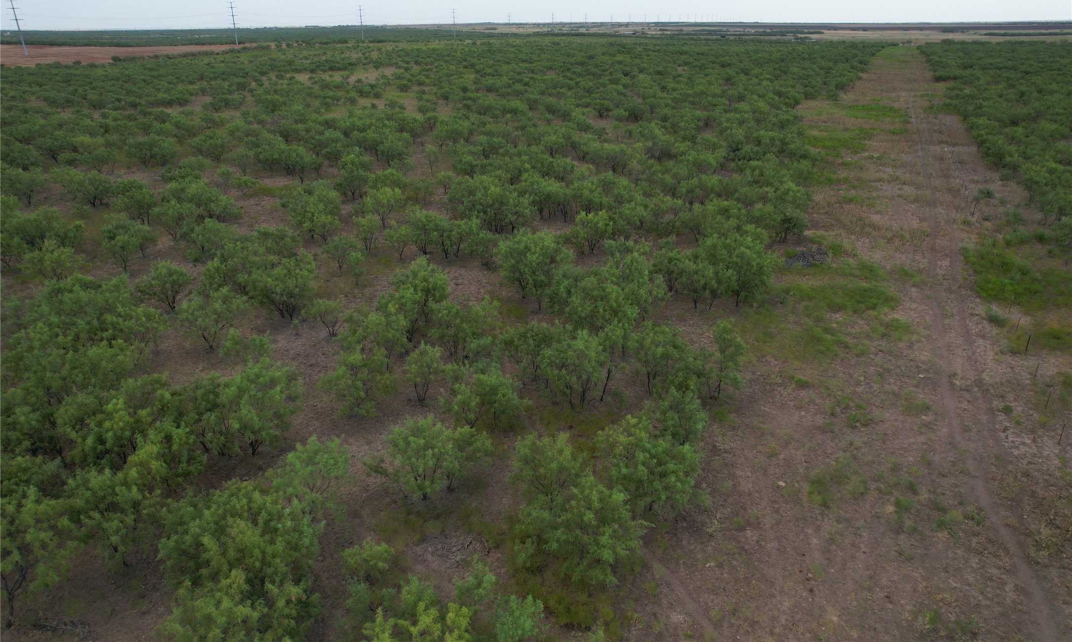 photo 1: 75+/- Ac Hwy 6, undefined TX 79533