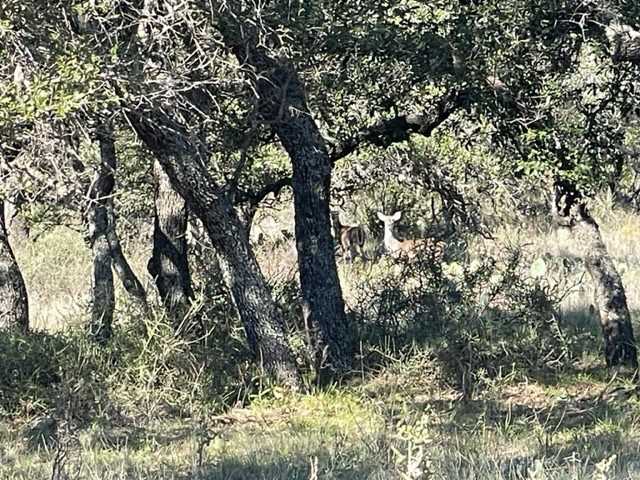 photo 2: 204 CR, Richland Springs TX 76871