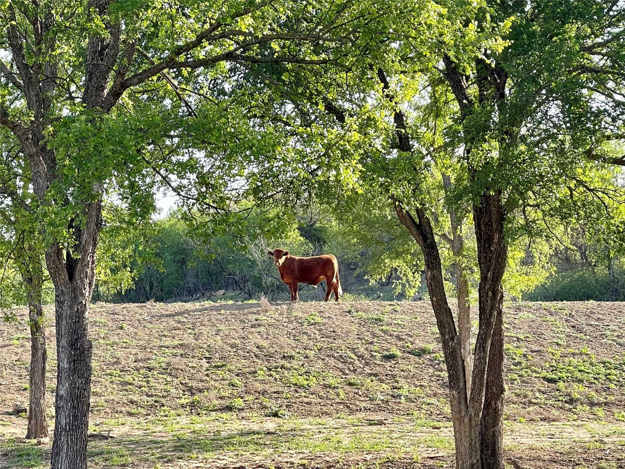 photo 1: 800 Fm 1658, Bridgeport TX 76426