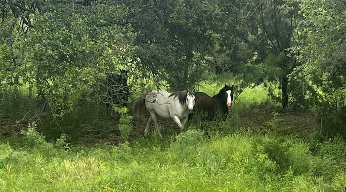 photo 40: 921 FM 573, Goldthwaite TX 76844