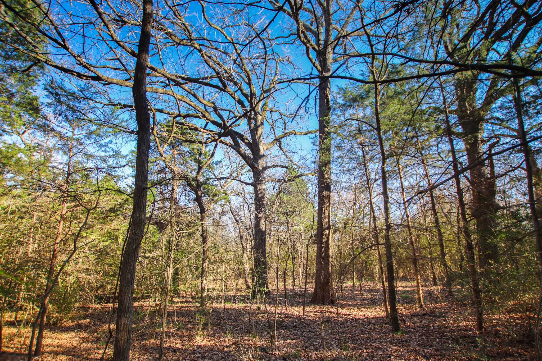 photo 2: W Hwy 31, Athens TX 75751