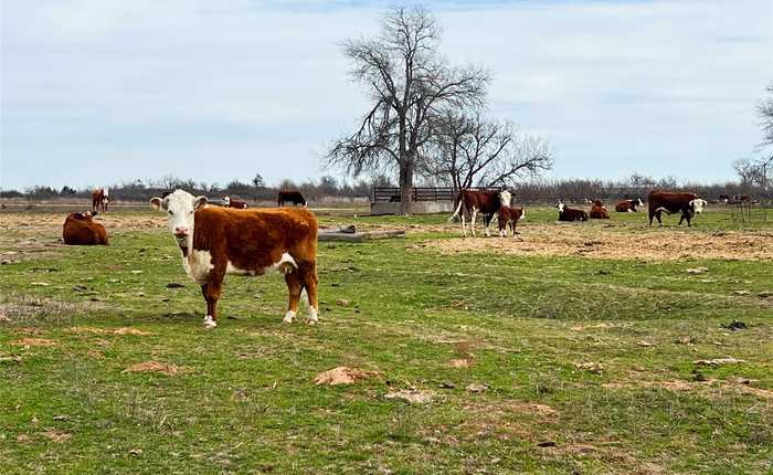 photo 1: TBD County Road 105 North, Vernon TX 76384