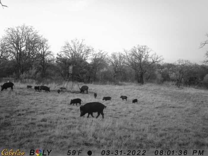 photo 22: 10001 County Road 463, Baird TX 79504