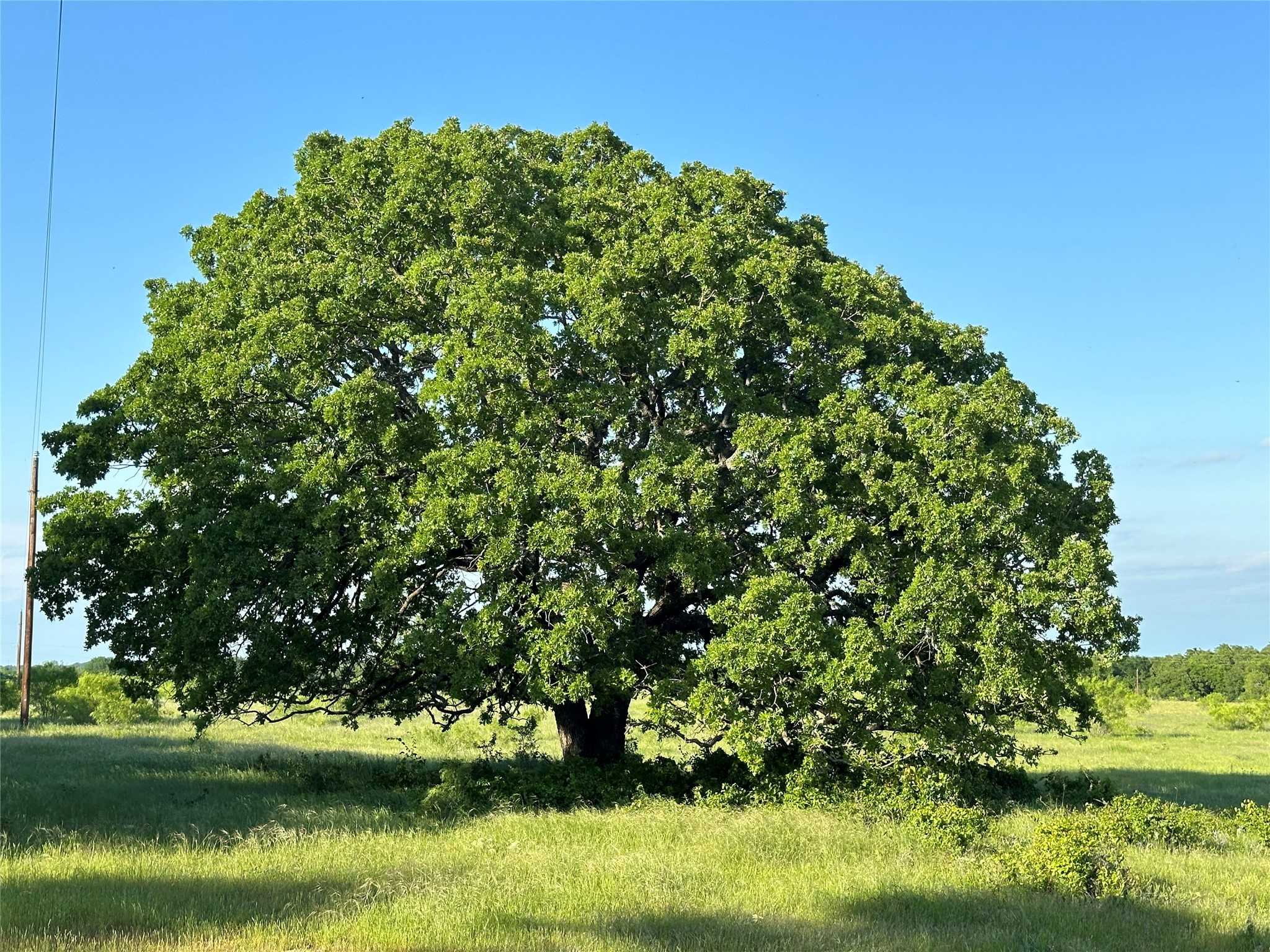 photo 1: TBD County Road 1895, Chico TX 76431