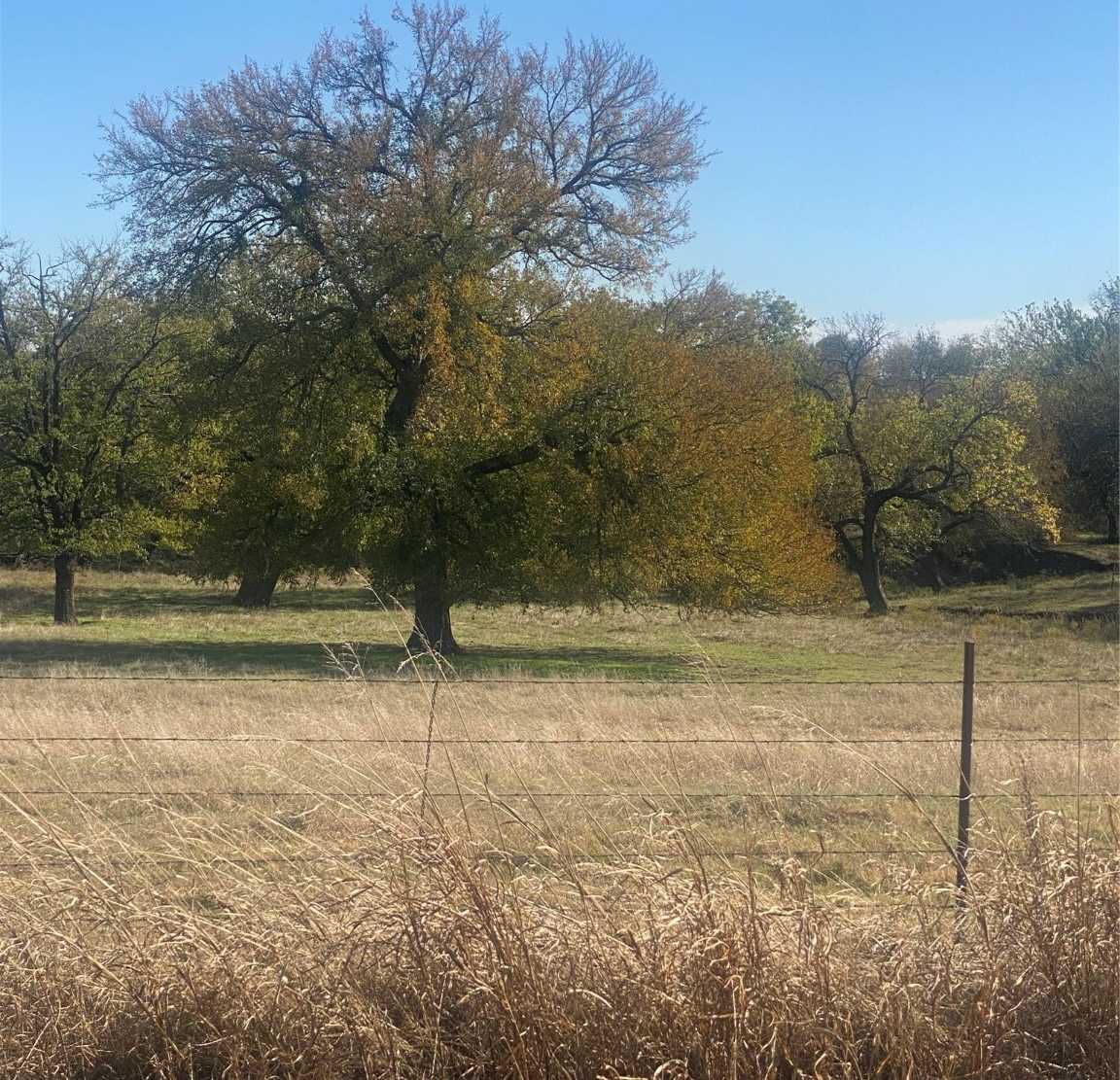 photo 3: 80.917 Acres FM 922, Valley View TX 76272