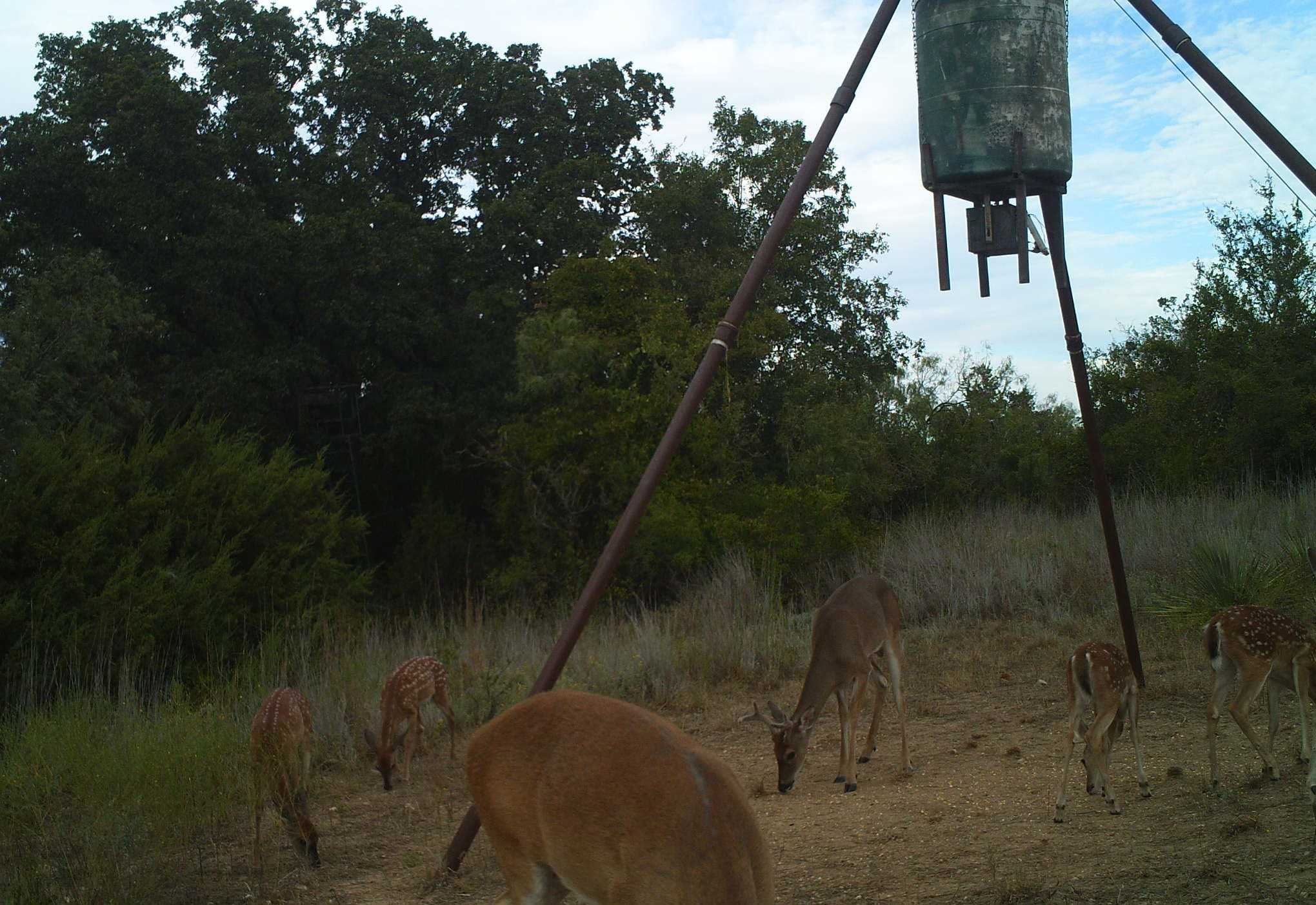 photo 3: TBD County Rd 251, Comanche TX 76442