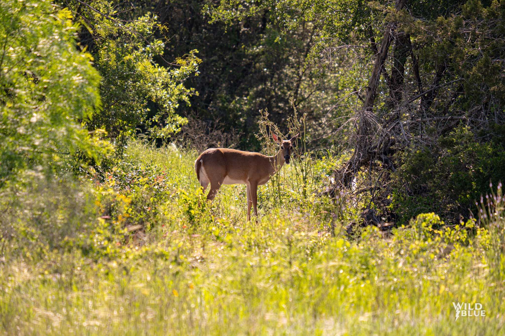 photo 3: Lot 48 New Hope Road Road, Palo Pinto TX 76474