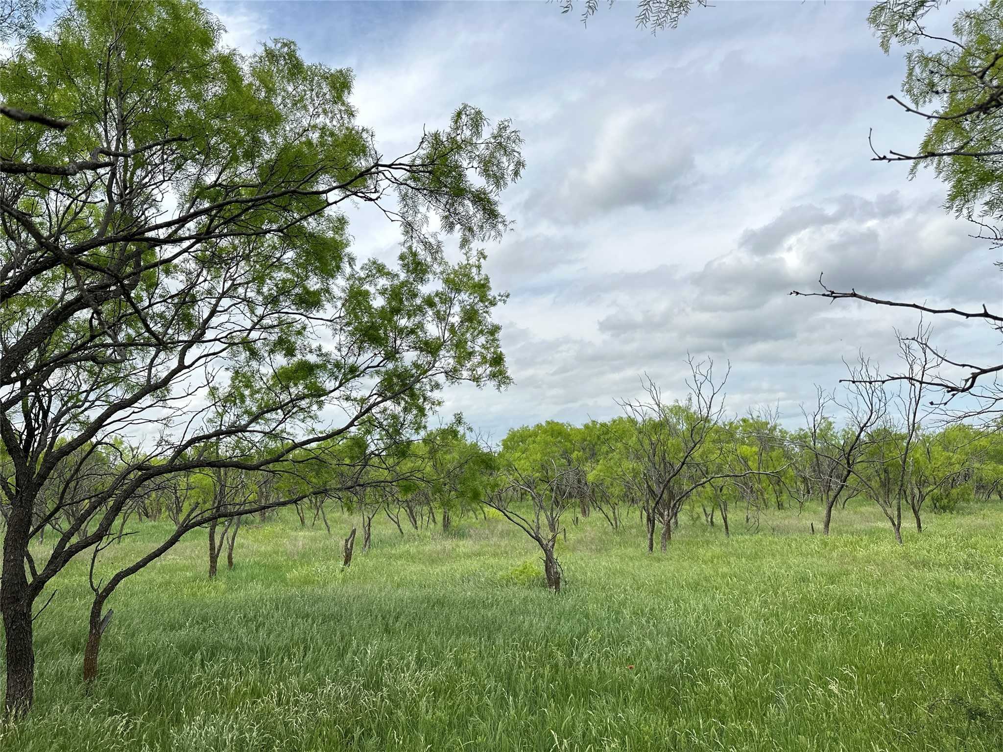 photo 1: TBD County RD 100, Abilene TX 79601