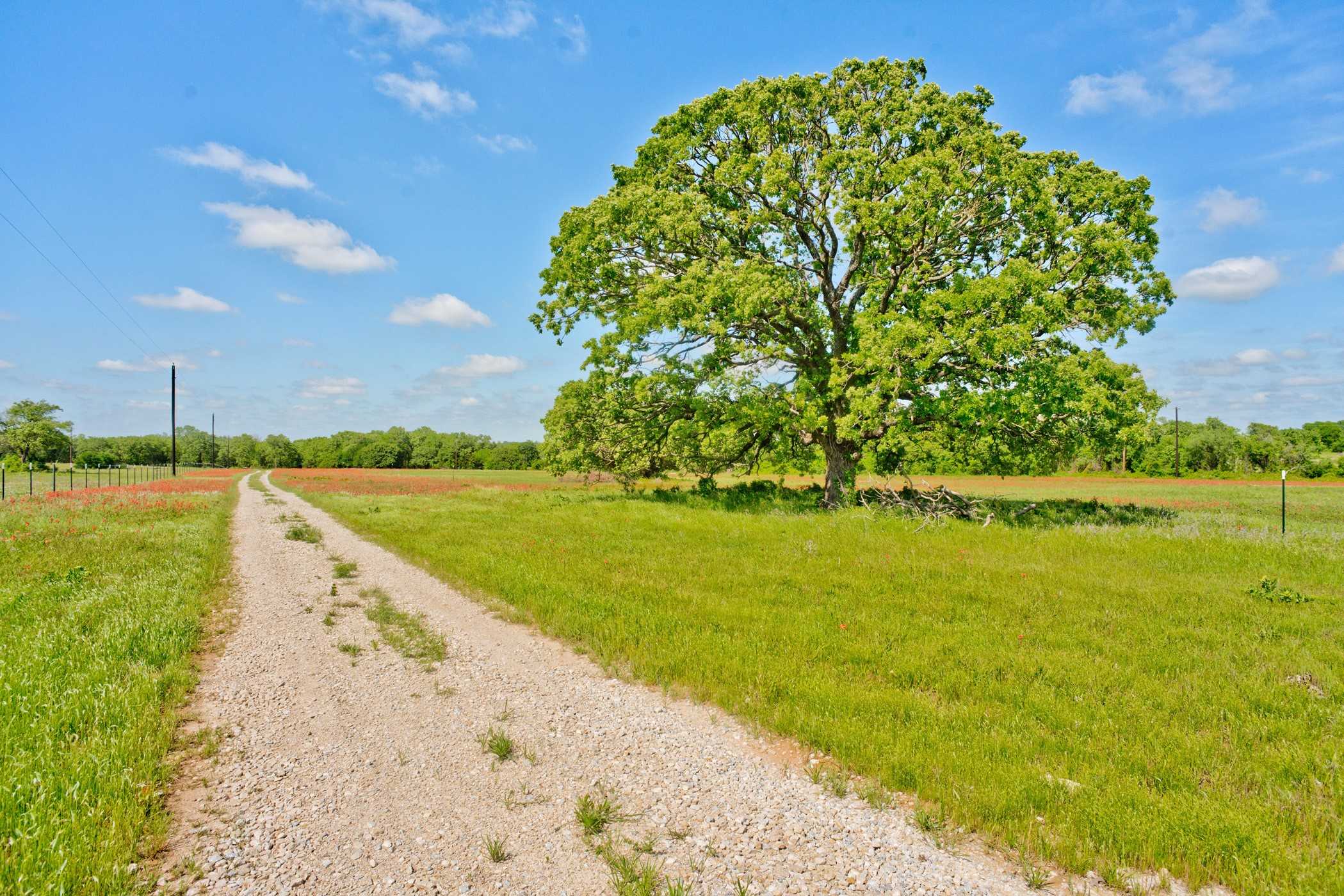 photo 3: 1531 County Road 1480, Chico TX 76431