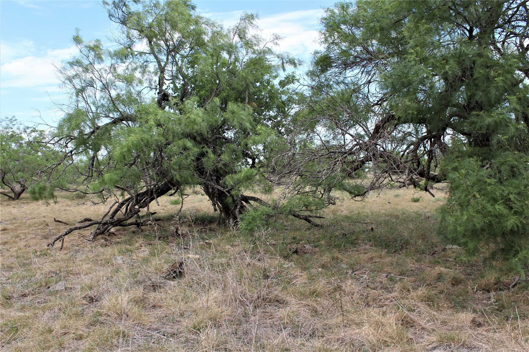 photo 3: T7-TBD FM 2823, Carlton TX 76436