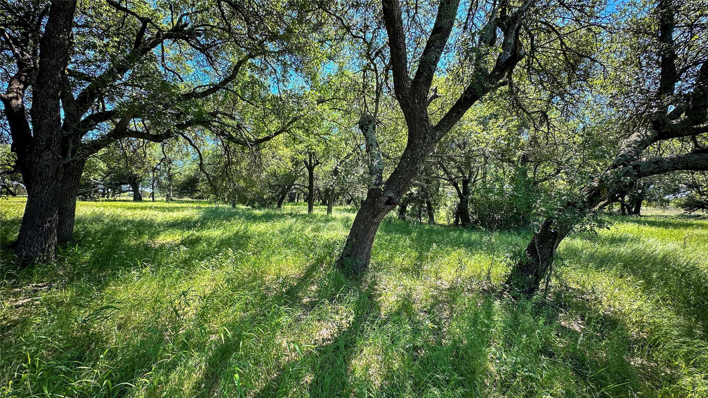 photo 3: TBD 71 Hwy 180, Palo Pinto TX 76484