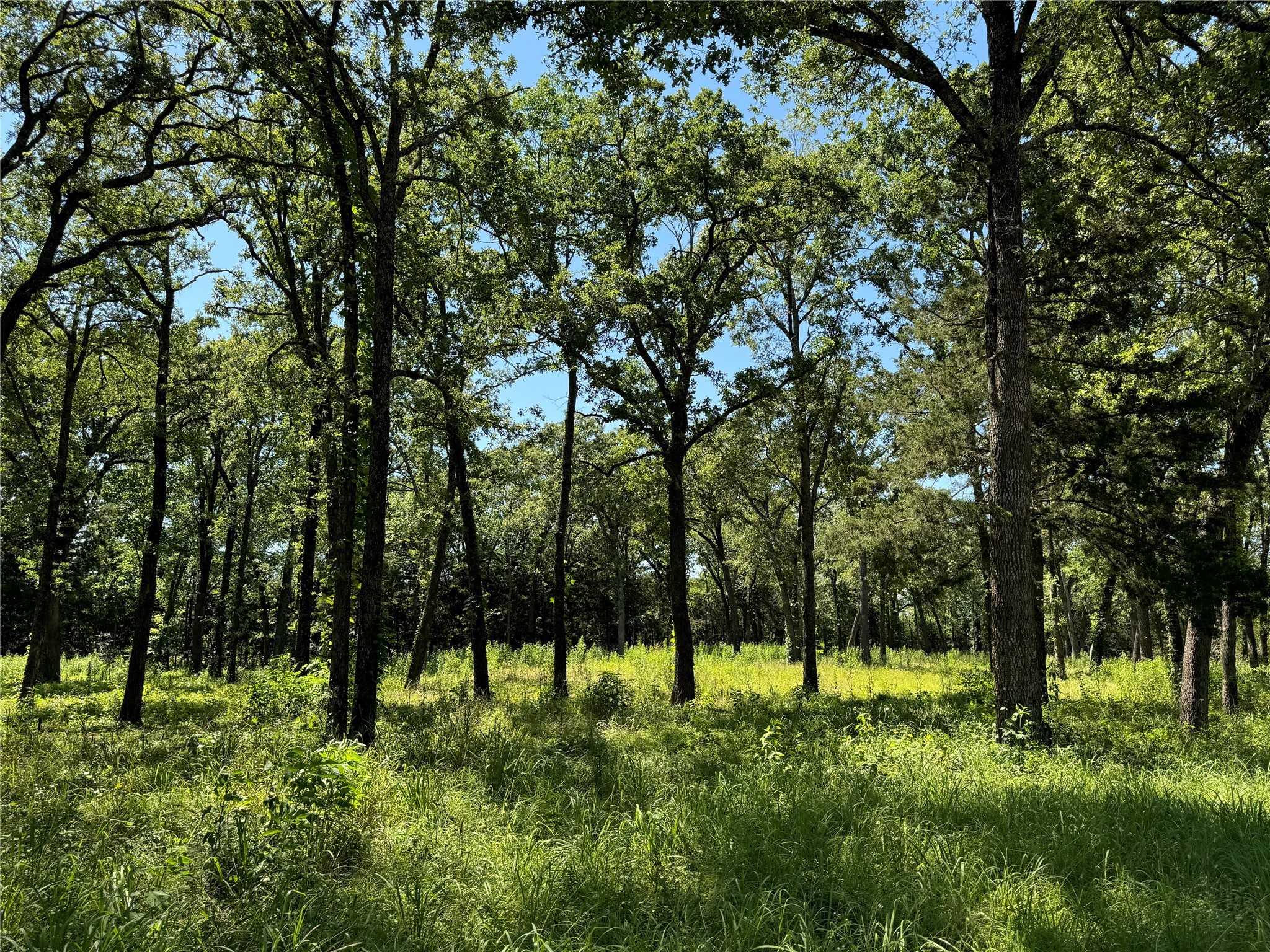 photo 3: TBD Rs County Road 1503, Point TX 75472