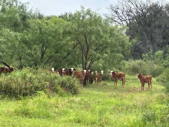 photo 1: 2159 CR 224, San Saba TX 76877