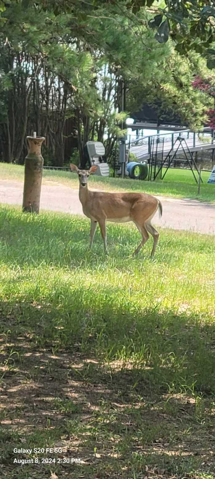 photo 38: 5470 Possum Trail, Eustace TX 75124