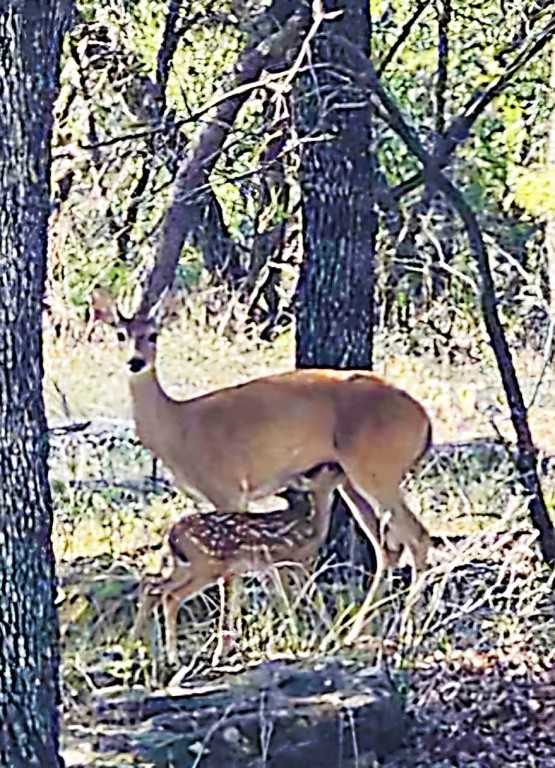 photo 3: 908 CR 1743, Chico TX 76431