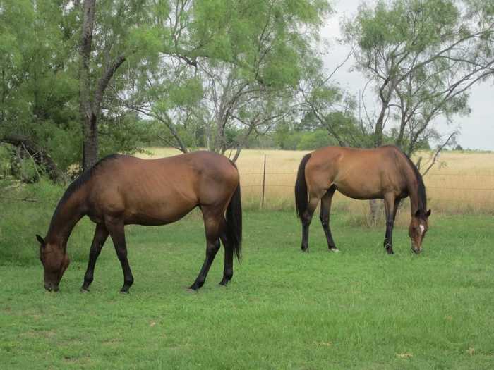 photo 20: Lot 1 MUnson Road S, Royse City TX 75189