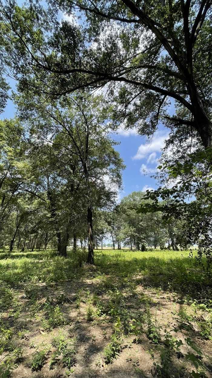 photo 5: TBD Lot #1 County Road 355, Terrell TX 75161