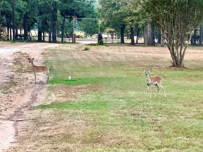 photo 37: 8396 FM 1861, Eustace TX 75124