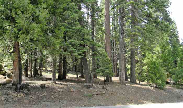 photo 1: 1015 Timber Ridge Road, Lake Almanor CA 96137