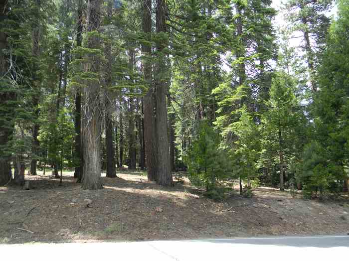 photo 2: 1015 Timber Ridge Road, Lake Almanor CA 96137