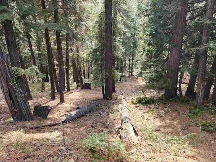 photo 2: 2522 Big Springs Road, Lake Almanor CA 96137