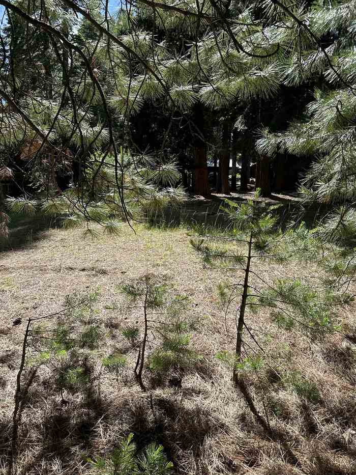 photo 2: 1113 Fairway Pines Road, Lake Almanor CA 96137