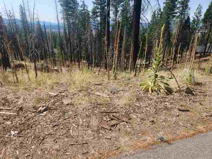 photo 7: 512 Eagle Crest Drive, Lake Almanor West CA 96020