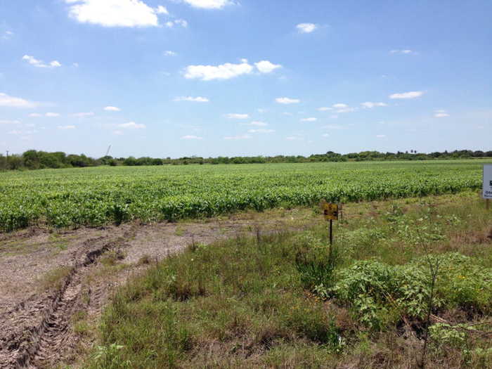 photo 2: 61.71 Acres Us Highway 281, Brownsville TX 78520