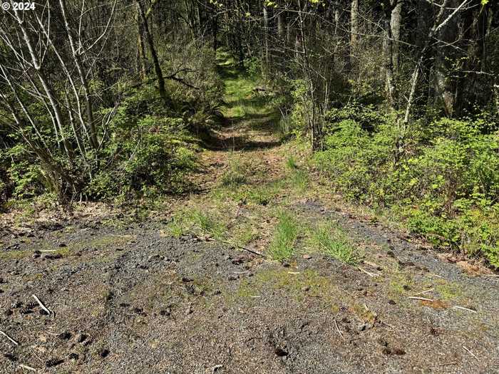 photo 16: Rodgers Mountain LOOP, Scio OR 97374