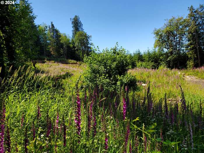 photo 2: Stewart Creek RD, Clatskanie OR 97016