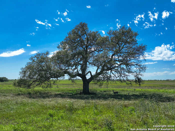 photo 1: 977 CR 305, Floresville TX 78114