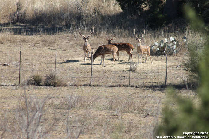 photo 39: 275 Hasenwinkel Rd Lot 3B, Comfort TX 78013